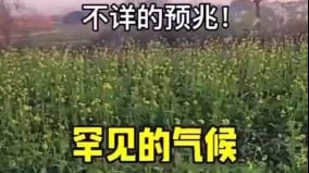 冬季异象频现河北油菜开花内蒙树木发芽(图)