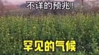 冬季异象频现河北油菜开花内蒙树木发芽(图)