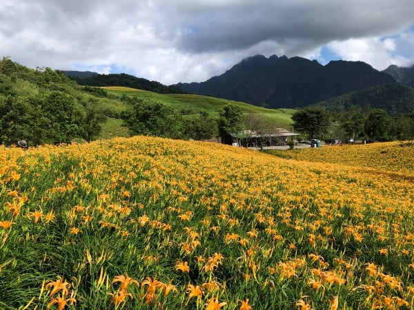 富里 六十石山 金針花