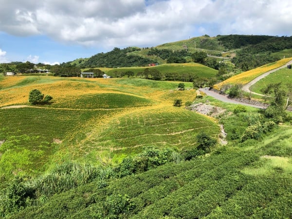 富里 六十石山 金針花 