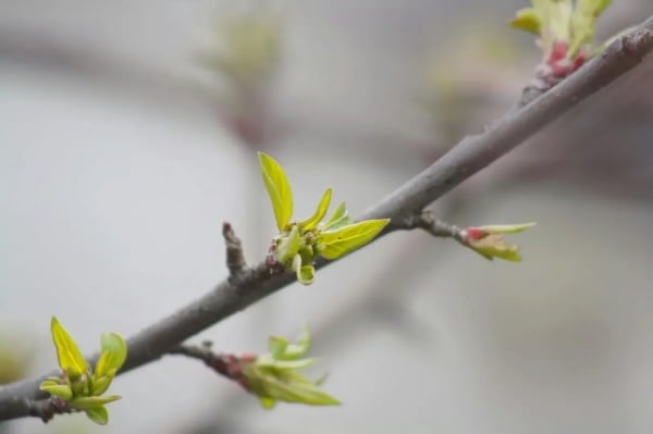 春色黄金嫩（Nature's first green is gold）