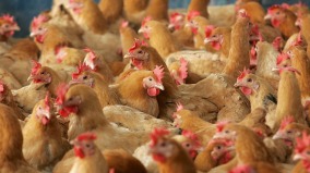 22.4吨中国鸡肉抗生素残留超标俄罗斯通报狠狠打脸中共(图)