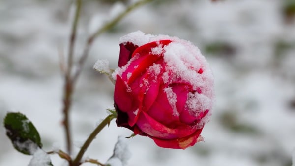 「大雪」後如何養生三忌三宜三秘訣(組圖)