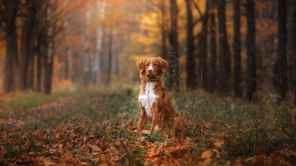 善心人救了狗儿一命，义犬不忘报恩