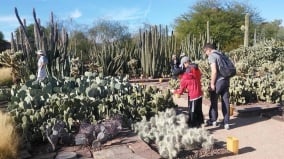 在絕地綻放的生命：鳳凰城沙漠植物園(組圖)