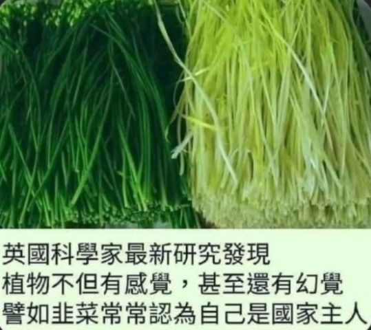 網友調侃，如果韭菜真的成了中國的國花，那豈不是讓全世界都笑掉大牙了嗎。