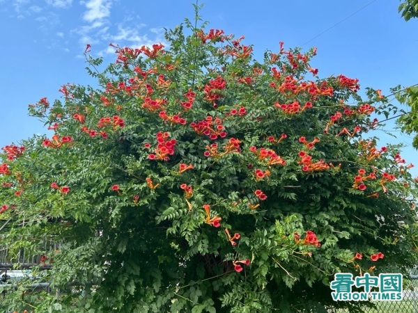 盛夏开满花朵，才露出凌霄真容。