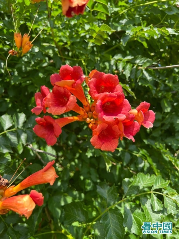 能染紅九華山山崖的凌霄花。