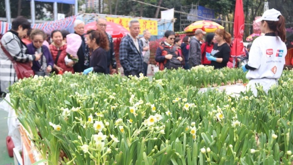 港人习惯买花过春节，选购花类也愈来愈多，由过去主要是桃花、水仙（如图）等传统应节花类，新增许多进口花朵如洋兰和百合等。（图片来源：中央社）