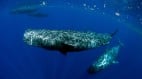 海底的摩斯密碼神秘的「咔噠」聲(圖)