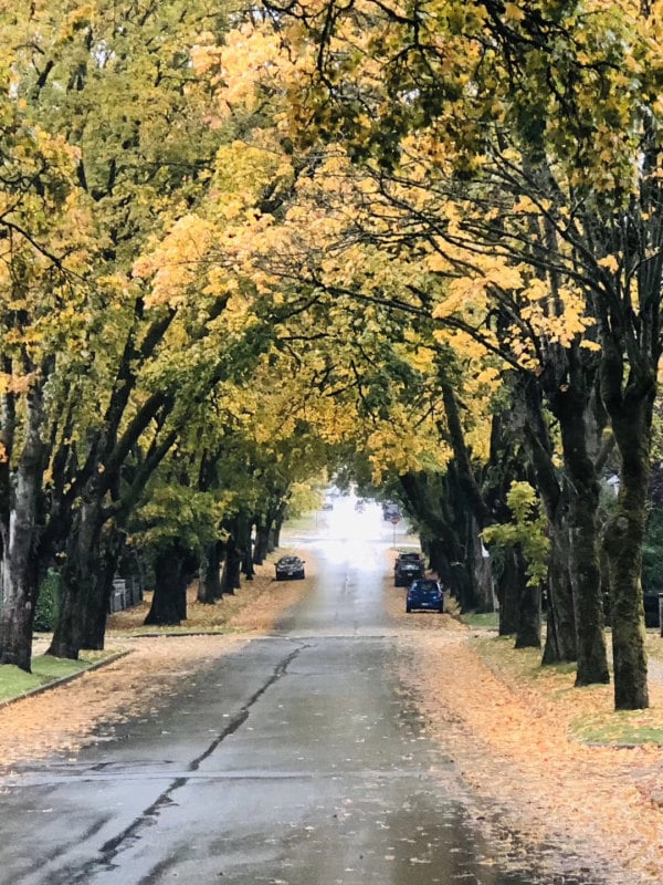 秋天 秋日 風景 自然
