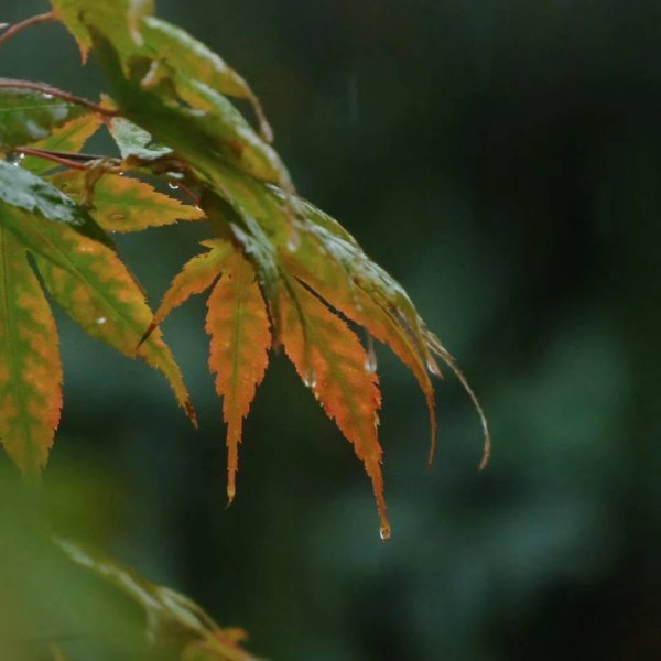 秋天 秋日 風景 自然