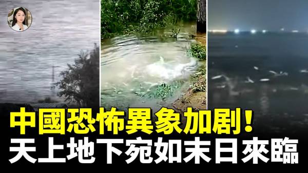 恐怖加剧中共末日降临飞虫黑云压城乌鸦遮天蔽日鱼蟹蛙万军齐上岸(视频)