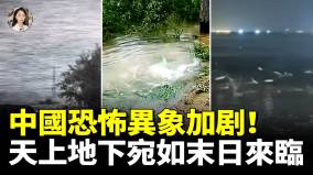 恐怖加劇中共末日降臨飛蟲黑雲壓城烏鴉遮天蔽日魚蟹蛙萬軍齊上岸(視頻)