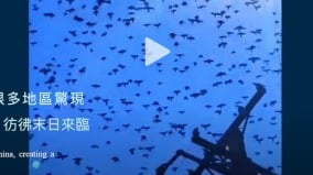 有大事要發生北京等多地烏鴉滿天密密麻麻(組圖)