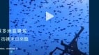 有大事要发生北京等多地乌鸦满天密密麻麻(williamhill官网
)