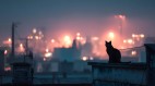 闯进平行世界猫没死的世界与未知城镇(图)