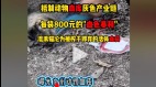傳廣州動物血庫活體抽乾貓血賺錢網轟：比鬼恐怖(組圖)