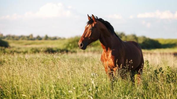 馬竟是自己的母親轉世