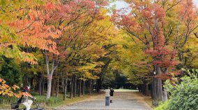 北京强制停飞日本部分航班他们最害怕的是什么(图)