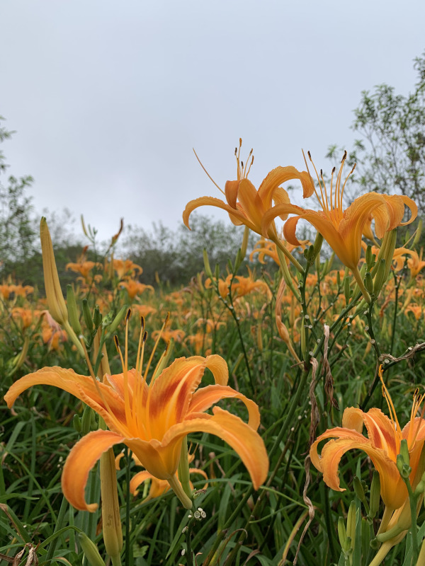 台东 台湾 太麻里 金针山 金针花