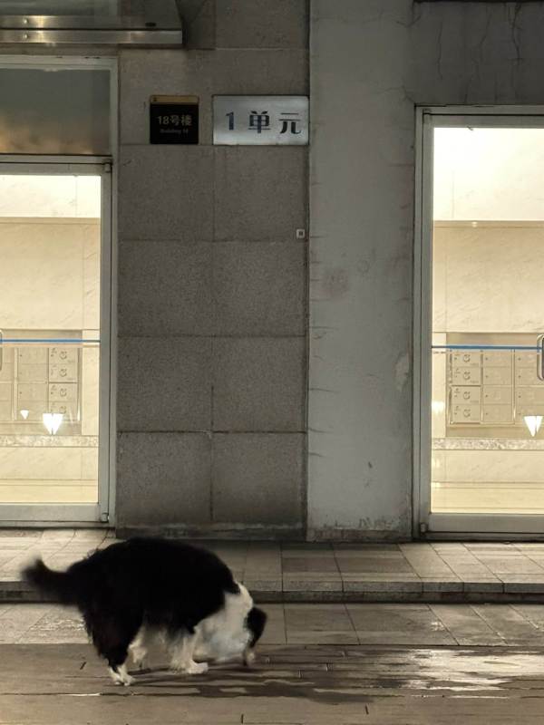 在案發地感受時候，突然有狗去聞前面的地