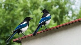 民間俗語：兩烏進屋門不富也添喜(圖)