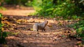 來自印度的英國神秘動物活了至少79年(圖)