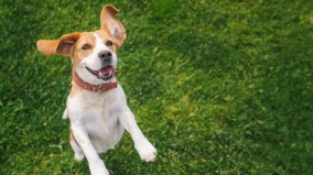 爱犬的守护即使死后依然犹存(图)