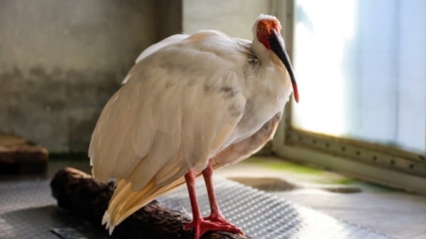 12月1日，创造了近40岁长寿奇迹的朱䴉“平平”去世了。