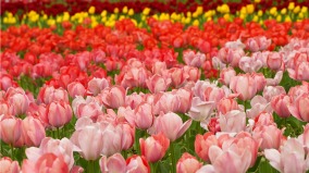 弗州农场春季花卉节：观赏采摘郁金香(图)