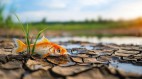 世界各地天降異象下「魚」了(圖)