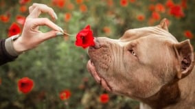比特犬咬住就不放专家教“4招”让狗松口(组图)