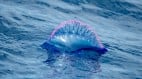 海洋中6種奇特生物牠們都沒有「大腦」(圖)