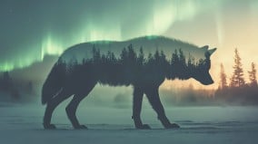 德州动物园夜摄神秘身影加拿大狼人现身(图)
