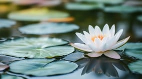 好人不长命祸害遗千年真的是这样吗(图)