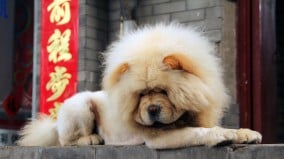 守銀犬帶「官壽」輪迴轉生的故事(圖)