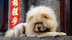 守銀犬帶「官壽」輪迴轉生的故事(圖)