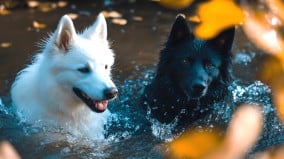 白与黑的灵犬捕杀所有食人罪人的黑狗(图)