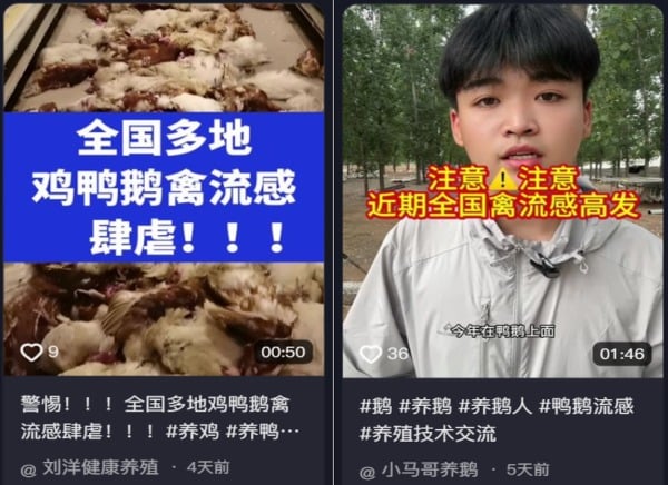 禽流感