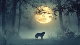 底特律惊见不明巨犬它跟狮子一样大(图)