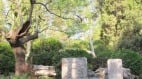 是谁砍了崇祯上吊的歪脖槐树“红朝第一夫人”江青(组图)