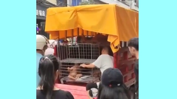海南海口街頭的一輛三輪車上有3名赤裸幼童被關在籠子裡，引起眾多市民圍觀。
