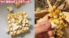 大陆高温奇闻：鸡蛋2天孵出小鸡地里玉米成爆米花(组图)