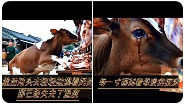 牛