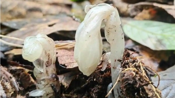 「冥界之花」驚現哀牢山4大「死亡之花」的寓意(组图)