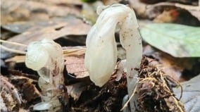 「冥界之花」驚現哀牢山4大「死亡之花」的寓意(组图)