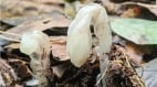 「冥界之花」驚現哀牢山4大「死亡之花」的寓意(组图)