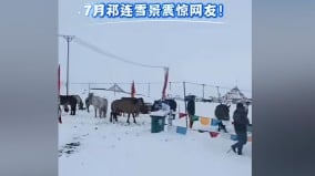 「老天在為誰申冤」青海7月天降鵝毛大雪引熱議(組圖)