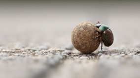 世界上最強壯牠能拉動自身1141倍的重量(圖)